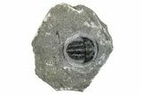 Curled Gerastos Trilobite Fossil - Morocco #277644-2